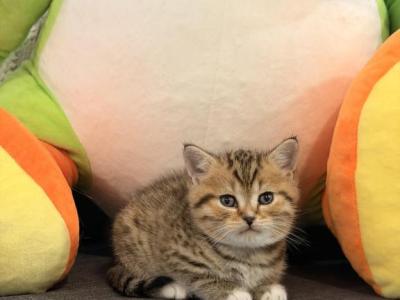 Pika - Scottish Straight - Gallery Photo #1