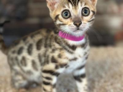 Bengal Kittens - Bengal - Gallery Photo #1