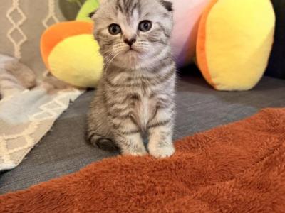 Mochi - Scottish Fold - Gallery Photo #1