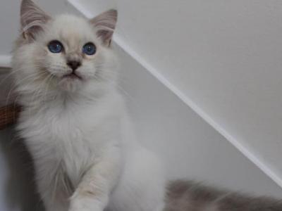 Felix - Ragdoll - Gallery Photo #1