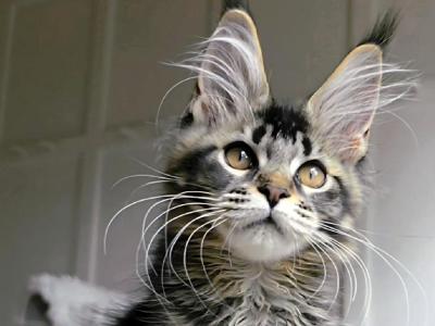 Unique - Polydactyl - Gallery Photo #1