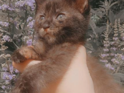 Adorable Kittens For Sale - American Shorthair - Gallery Photo #1