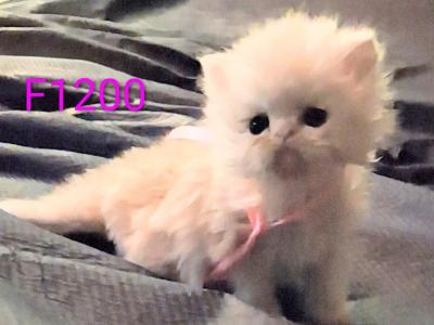 Persians Francesca And Sebastian - Persian - Gallery Photo #1