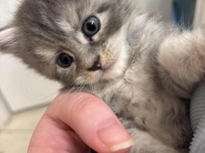 Lilac - Maine Coon - Gallery Photo #1