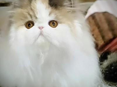 Zariah - Persian - Gallery Photo #1