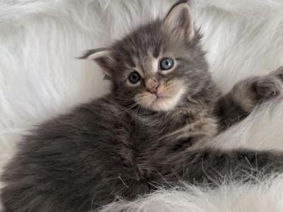 Max - Maine Coon - Gallery Photo #1