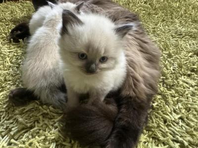 Ragamese Kitten Boy 2 - Ragdoll - Gallery Photo #1