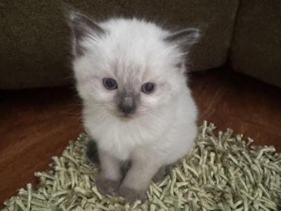 Ragamese Kitten Boy - Ragdoll - Gallery Photo #1