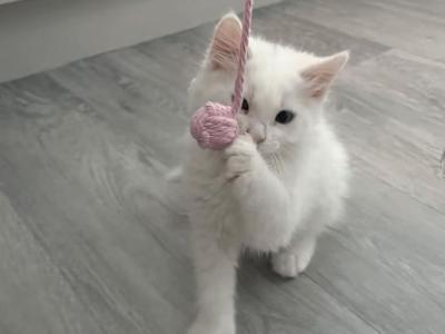 Ayla - Turkish Angora - Gallery Photo #1