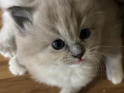 Bella - Ragdoll - Gallery Photo #1