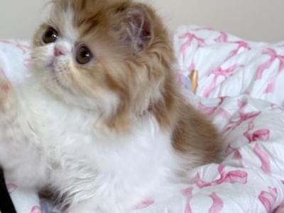 Peele - Persian - Gallery Photo #1