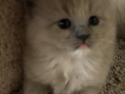 Mia - Ragdoll - Gallery Photo #1