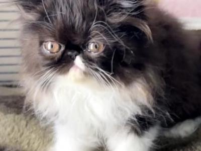 Riviera Is Reserved - Persian - Gallery Photo #1