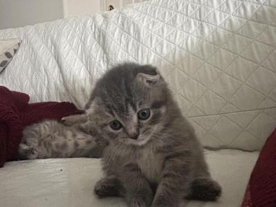 Scottish Folds - Scottish Fold - Gallery Photo #1