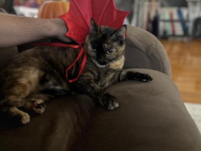 Cinnbon - Domestic - Gallery Photo #1