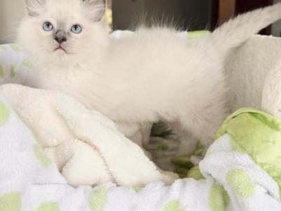 TICA Blue Mitted Royce - Ragdoll - Gallery Photo #1