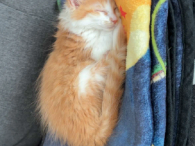 Mufasa - Maine Coon - Gallery Photo #1