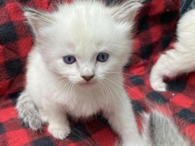 Purebred Siamese Female Kitten Lilac Point - Siamese - Gallery Photo #1