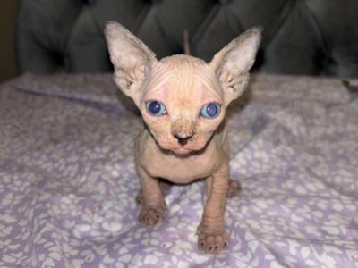 Rome - Sphynx - Gallery Photo #1