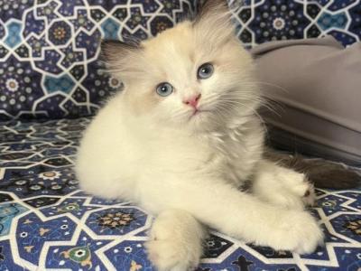 Smore - Ragdoll - Gallery Photo #1