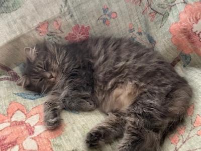 Catniss Due End June 26 - Siberian - Gallery Photo #1