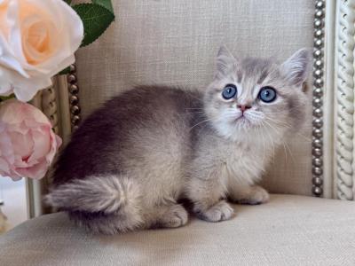 Munchkin Blue Gold Female - Munchkin - Gallery Photo #1