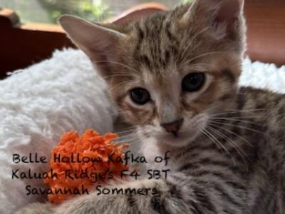 F4 SBT Savannah Sommers - Savannah - Gallery Photo #1