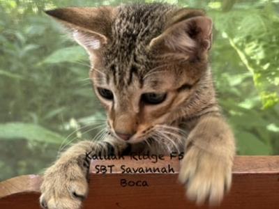 F5 SBT Savannah Boca - Savannah - Gallery Photo #1