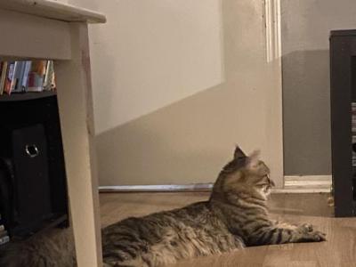 Haze - Maine Coon - Gallery Photo #1