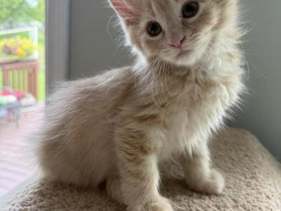Maine Coon Mix - Maine Coon - Gallery Photo #1