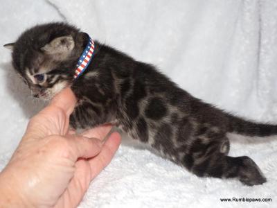 Double Charcoal Male - Bengal - Gallery Photo #1