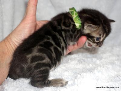 Double Charcoal Female - Bengal - Gallery Photo #1