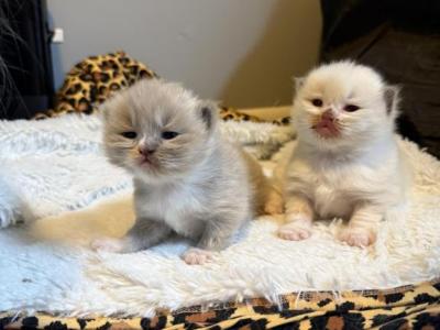 Truffles Litter - Ragdoll - Gallery Photo #1