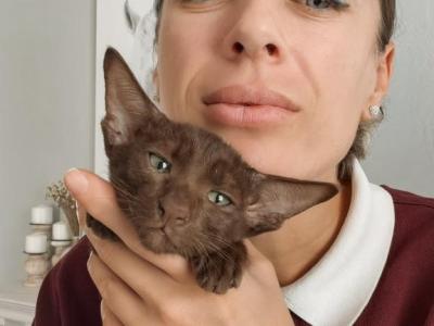 Oriental Shorthair Yellow Collar Female - Oriental - Gallery Photo #1