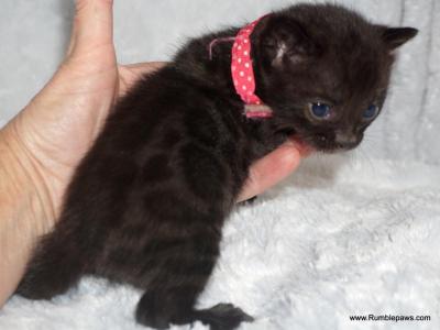 Melanistic Bengal Female Pink Collar - Bengal - Gallery Photo #1