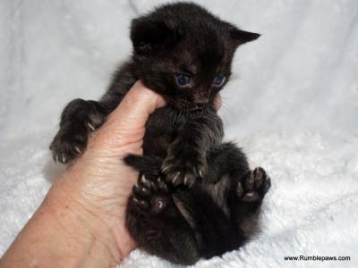 Melanistic Female Silver Collar - Bengal - Gallery Photo #1