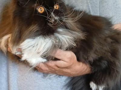 Now Pending SPAYED Sweet CFA Exotic Longhair - Exotic - Gallery Photo #1