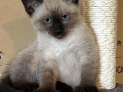 Daisy - Siamese - Gallery Photo #1
