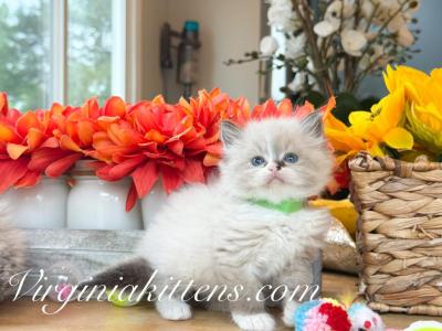 Siberian Boy - Siberian - Gallery Photo #1