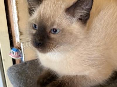 Lue - Siamese - Gallery Photo #1