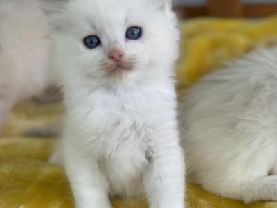 Bunny - Ragdoll - Gallery Photo #1