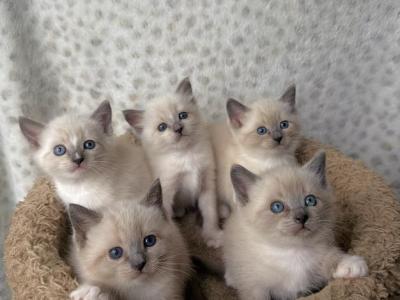 Siamese Kittens - Siamese - Gallery Photo #1