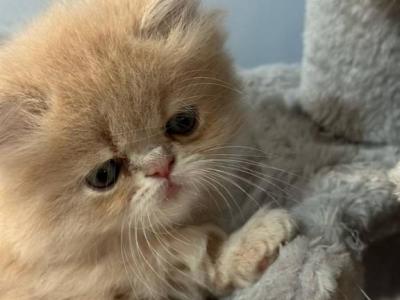 Mango - Persian - Gallery Photo #1