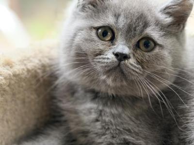 Daniel - British Shorthair - Gallery Photo #1