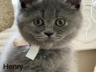 Henry - British Shorthair - Gallery Photo #1