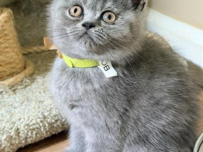 Jacob - British Shorthair - Gallery Photo #1