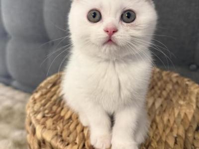 Lulu & Leyla Litter B - Scottish Fold - Gallery Photo #1
