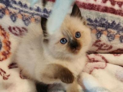 Spring Kittens - Ragdoll - Gallery Photo #1