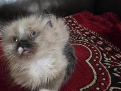 Mila - Persian - Gallery Photo #1