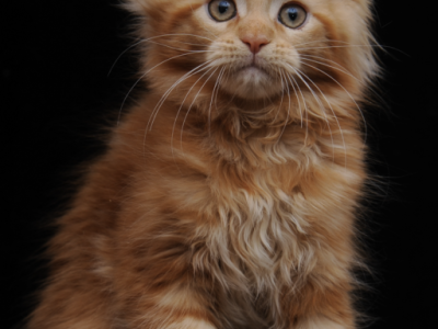 Gorgeous Red Maine Coon Girl Ready Soon - Maine Coon - Gallery Photo #1
